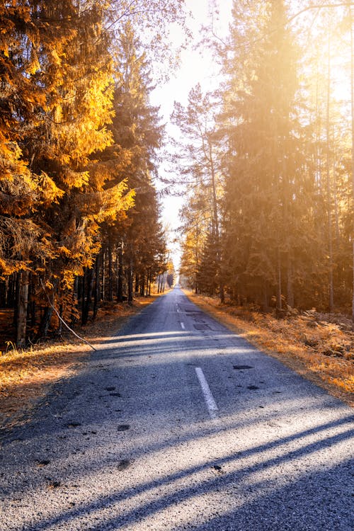 Fotografía De Un Camino En El Bosque