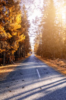 宁静的乡村道路被充满活力的秋叶和透过树木的阳光环绕