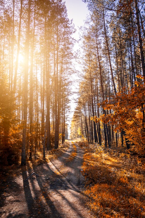 Foto De Um Caminho Em Uma Floresta