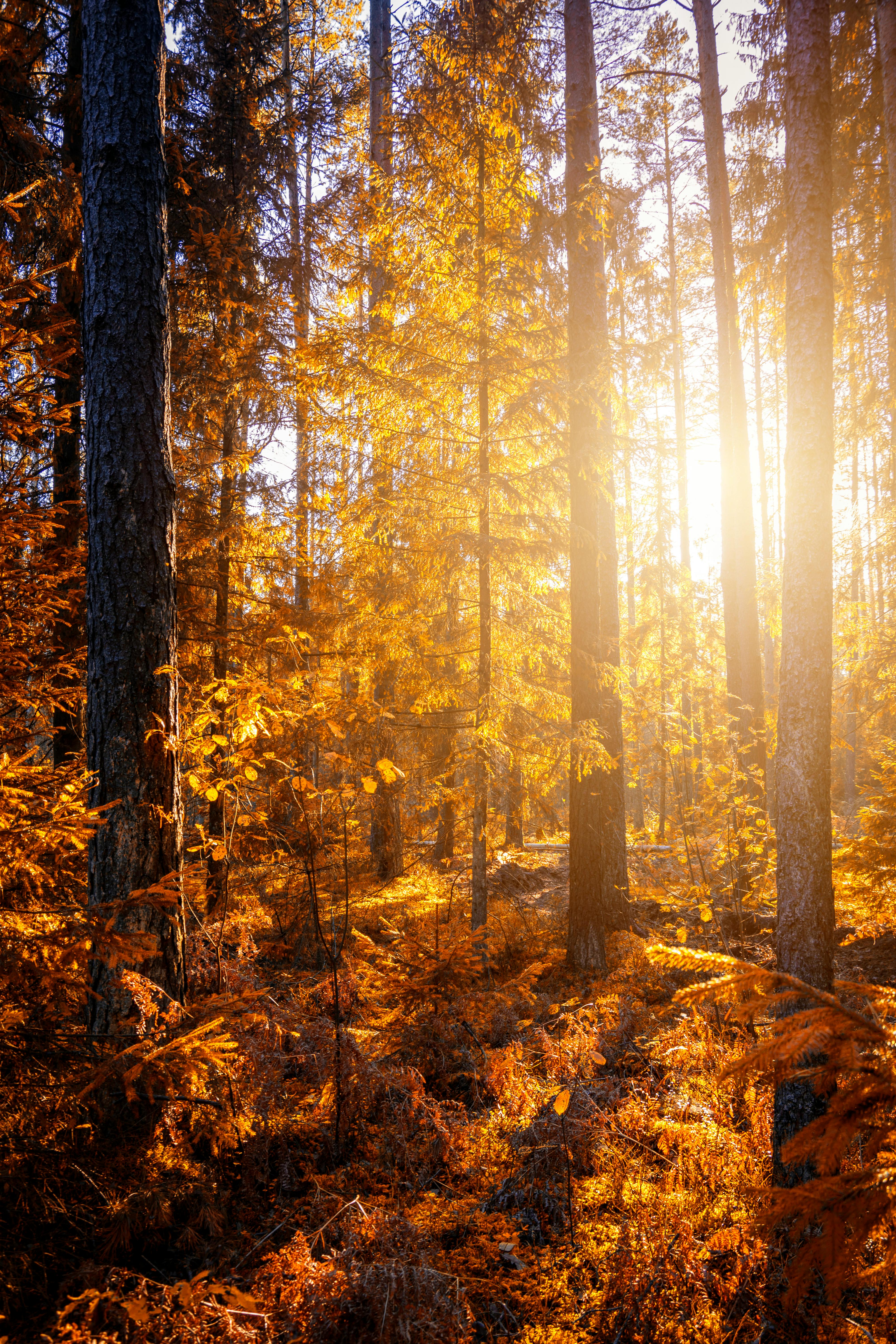 forest at sunset