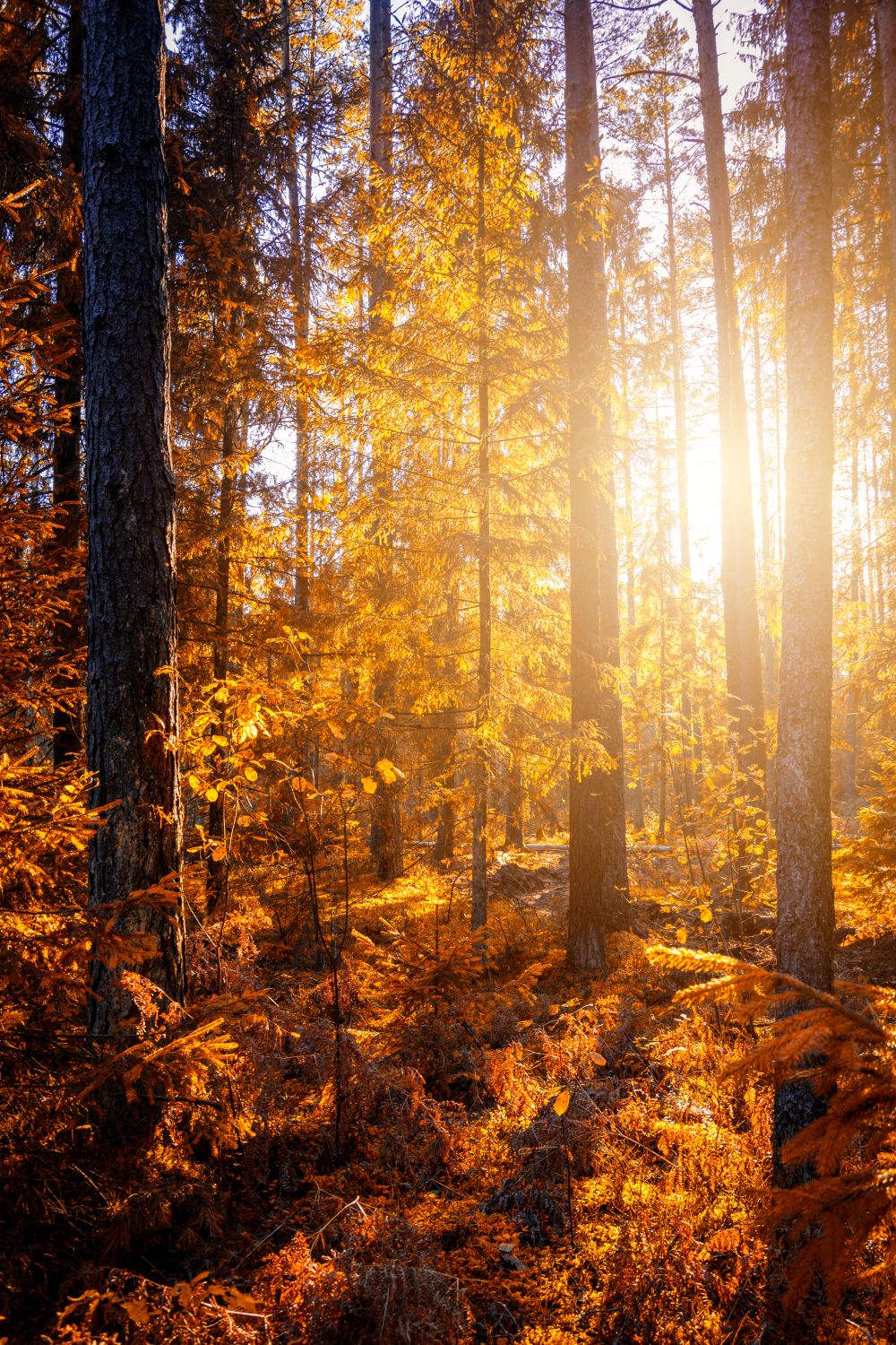 Papier Peint Intissé Photo Mural Cerf Forêt Coucher Soleil - 200x140 Cm Décoration Chambre