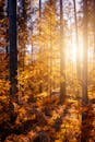 秋日森林景色宜人，金色的树叶在阳光的映照下，透过高大的树木洒下斑驳光影