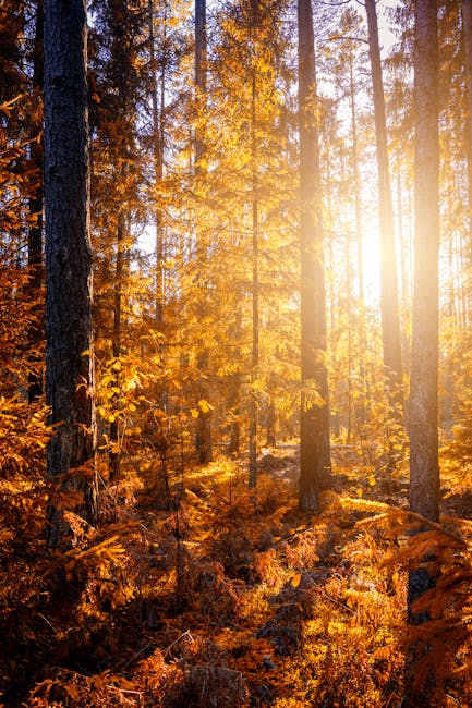 Beautiful autumn forest scene with golden foliage and sunlight streaming through tall trees.