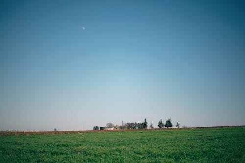 Gratis stockfoto met blauwe lucht, decor, groen gras