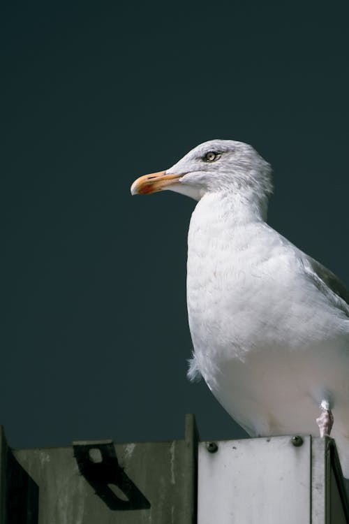 Close Up of Seagull