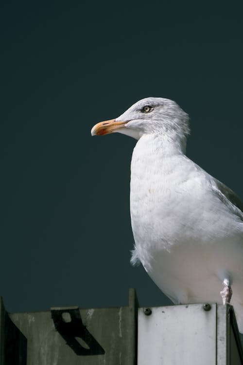 Foto profissional grátis de animais selvagens, ave, fotografia animal