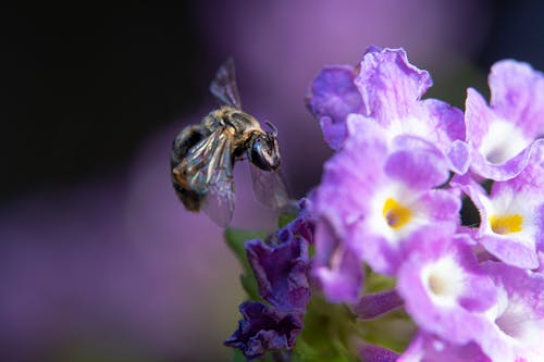 Close Up of Bee near Flower