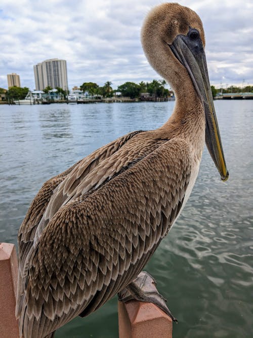 Ingyenes stockfotó állatok, barna pelikán, bezár témában