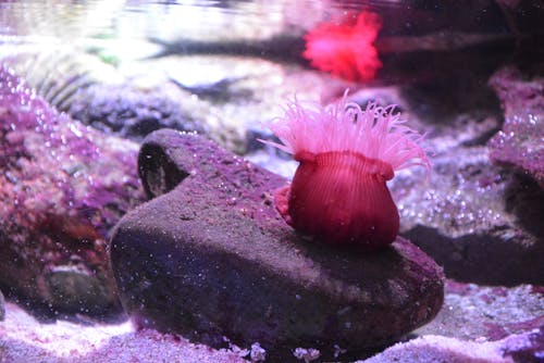 Imagine de stoc gratuită din coral, roz