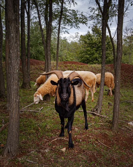 Goat and sheep grazing in Poreč, Istrian forest, showcasing rural farm life.