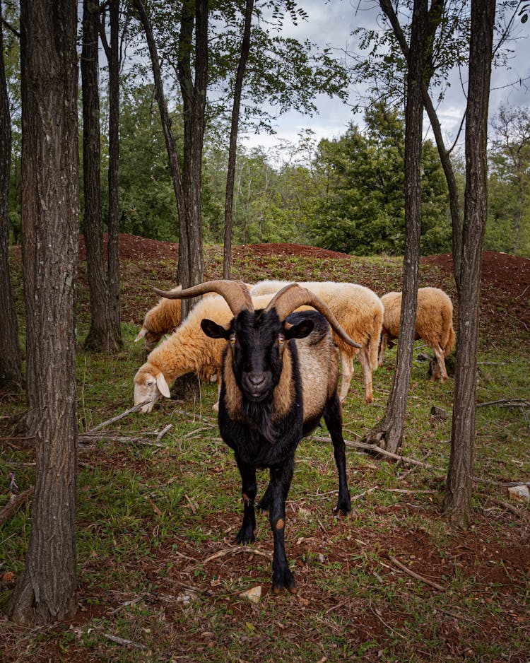 Goat And Sheep In Woods