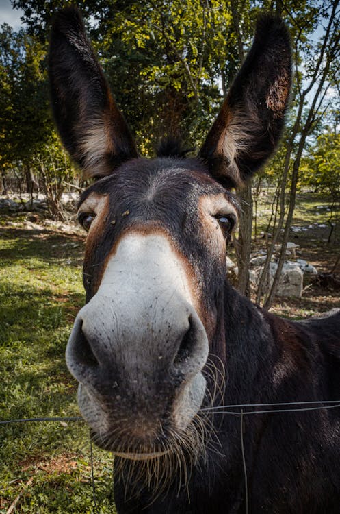 A Donkey in Close-Up Photography · Free Stock Photo