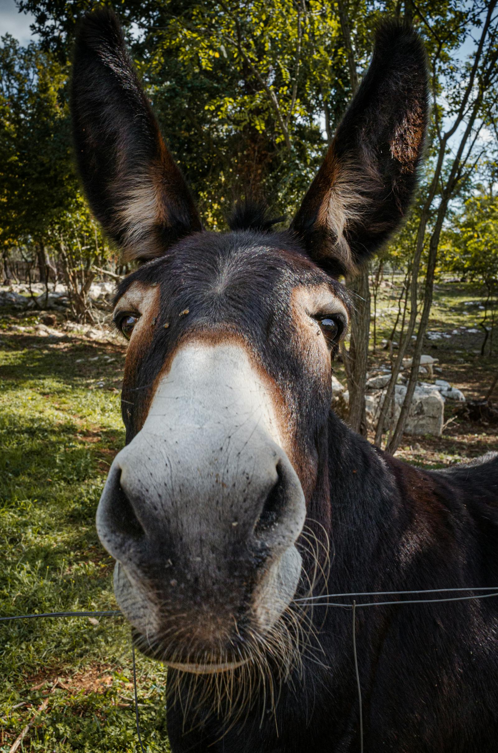 Donkey Faces Photos, Download The BEST Free Donkey Faces Stock Photos