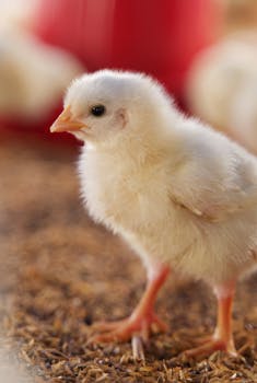 Adorable fluffy chick in detailed close-up with a blurred farm background.