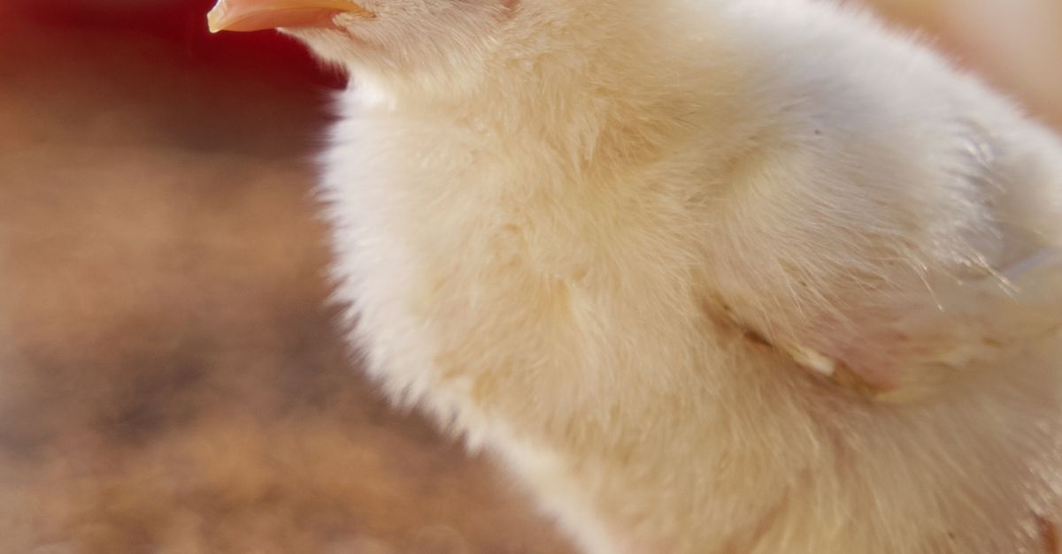 Close-Up Shot of a Chick · Free Stock Photo