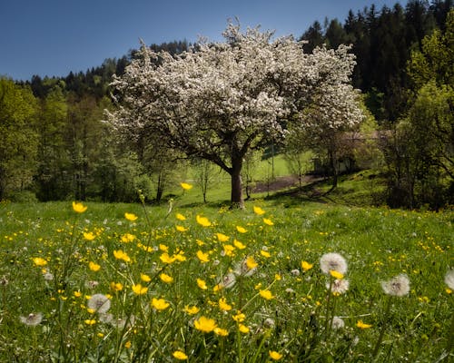 Fotos de stock gratuitas de arboles, belleza, campo