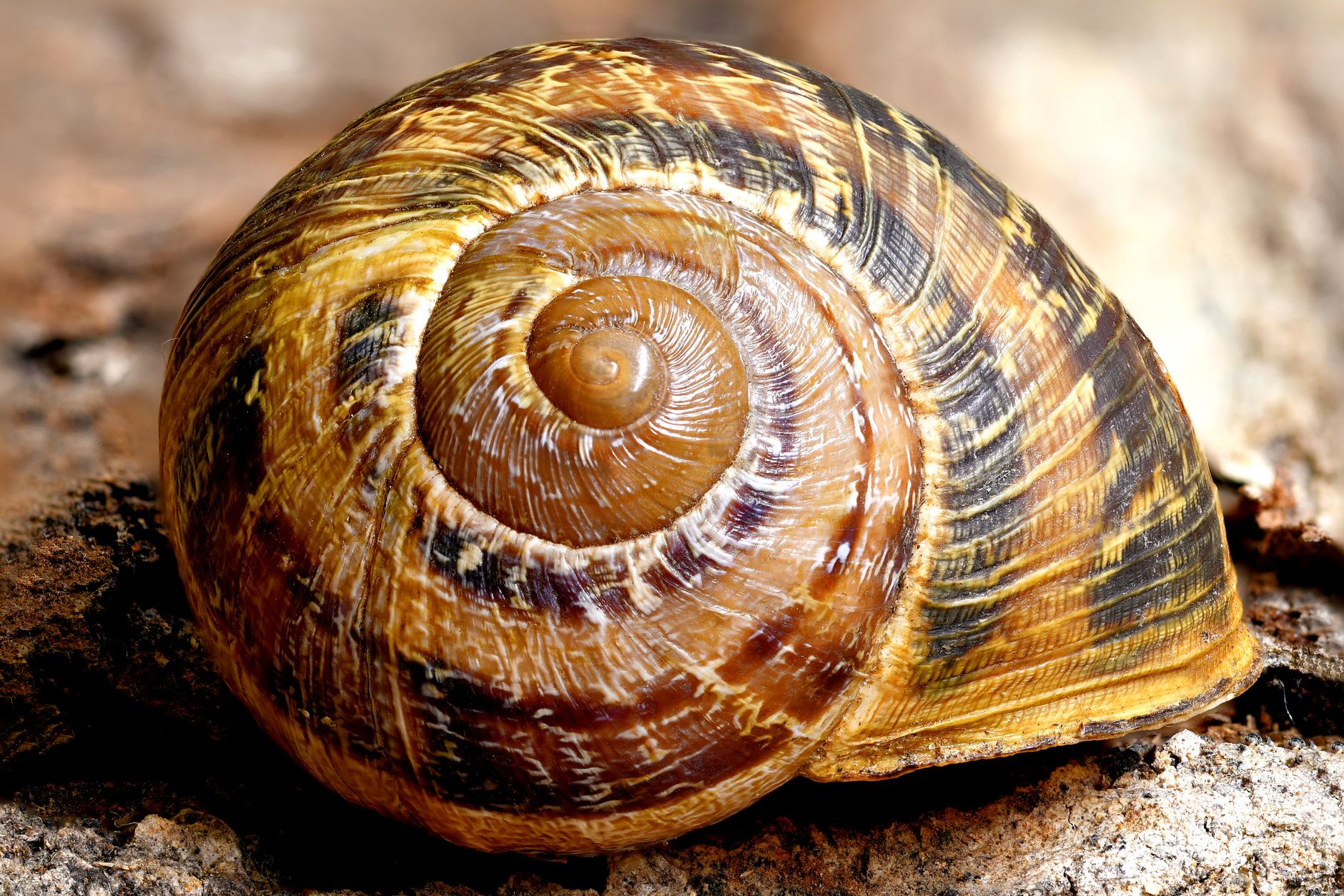 Detailed image of a snail shell showcasing intricate patterns and textures on a rock.
