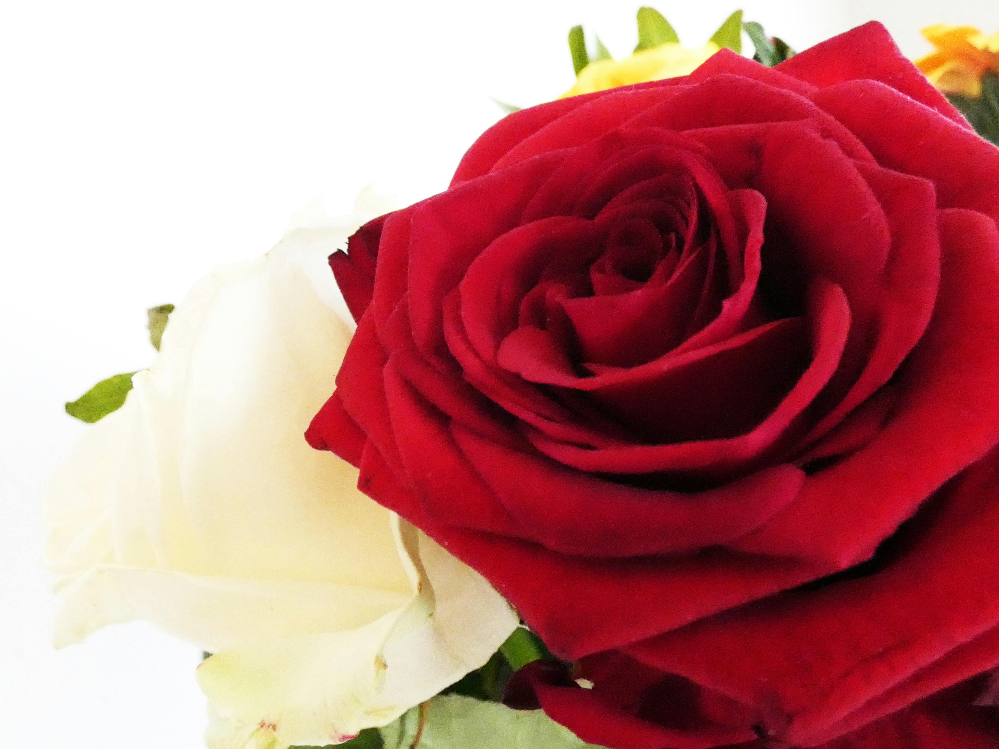 5000 Gambar Bunga Mawar Layu Tumblr  Paling Baru Infobaru