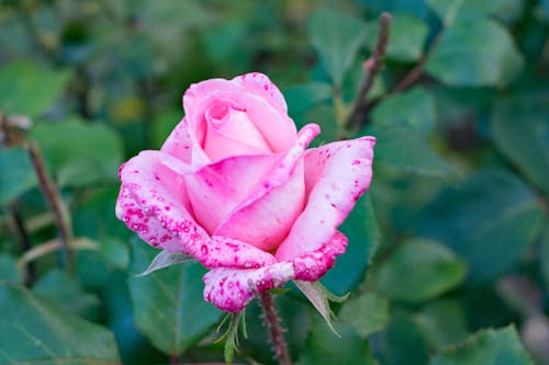 Imagine de stoc gratuită din roz, trandafir