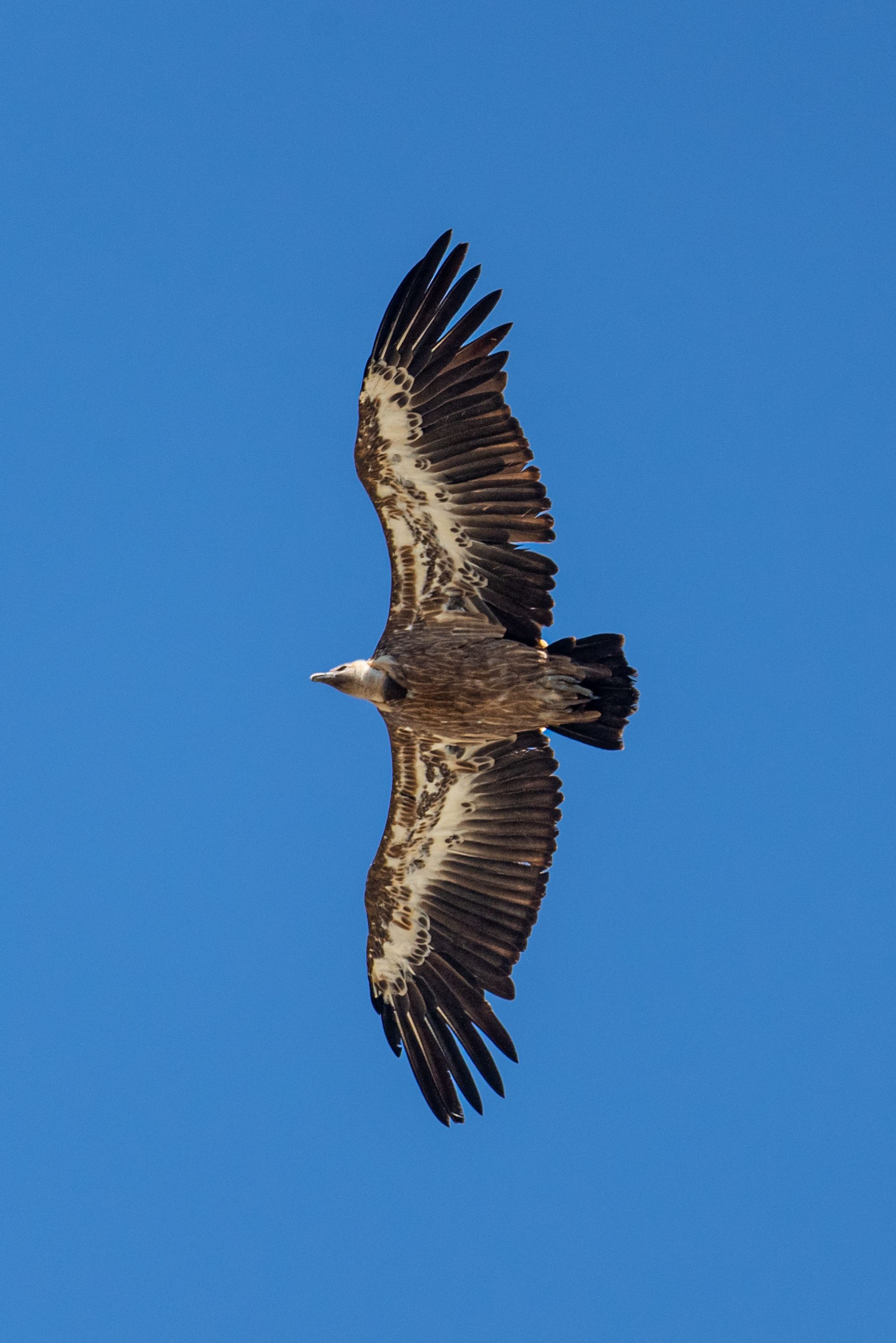 photo-gratuite-de-a-rien-ailes-aviaire-biodiversit-bird-buteo