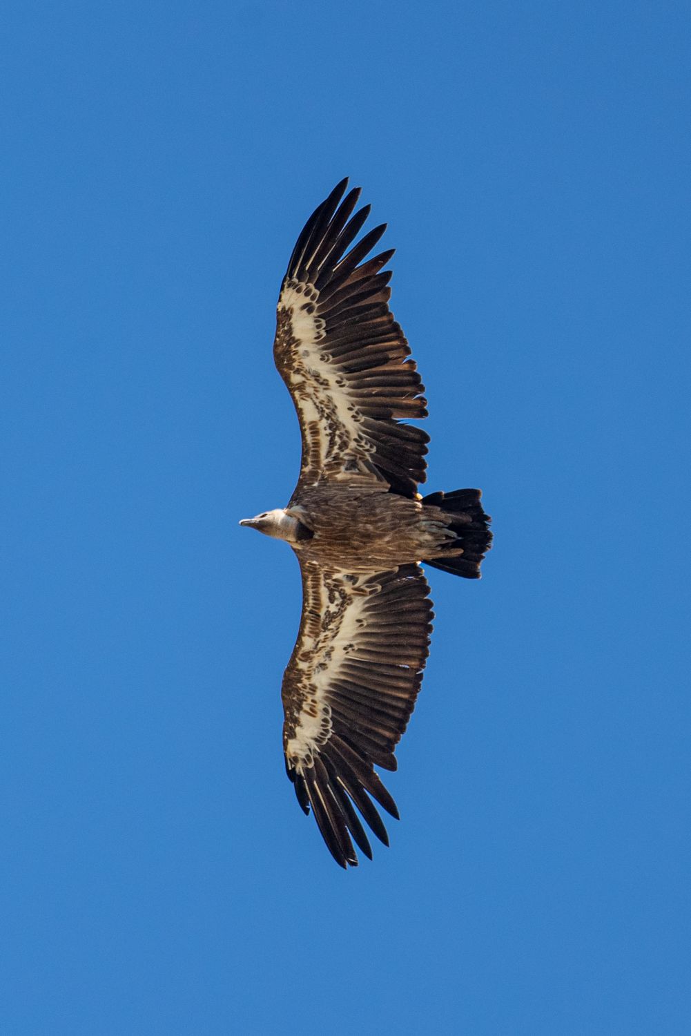 Photo Gratuite De A rien Ailes Aviaire Biodiversit Bird Buteo photo-gratuite-de-a-rien-ailes-aviaire-biodiversit-bird-buteo