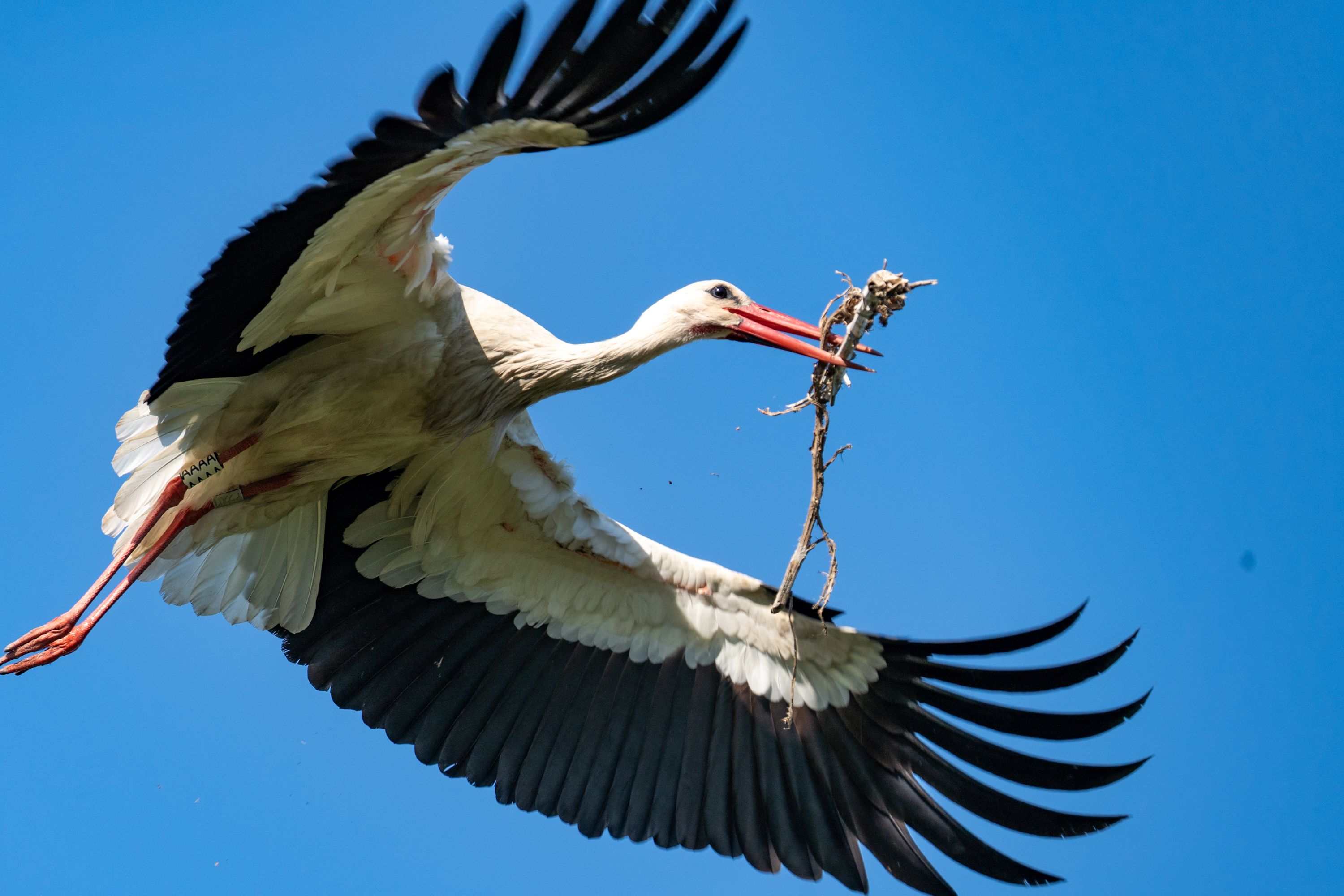Low Angle Shot of Stork · Free Stock Photo