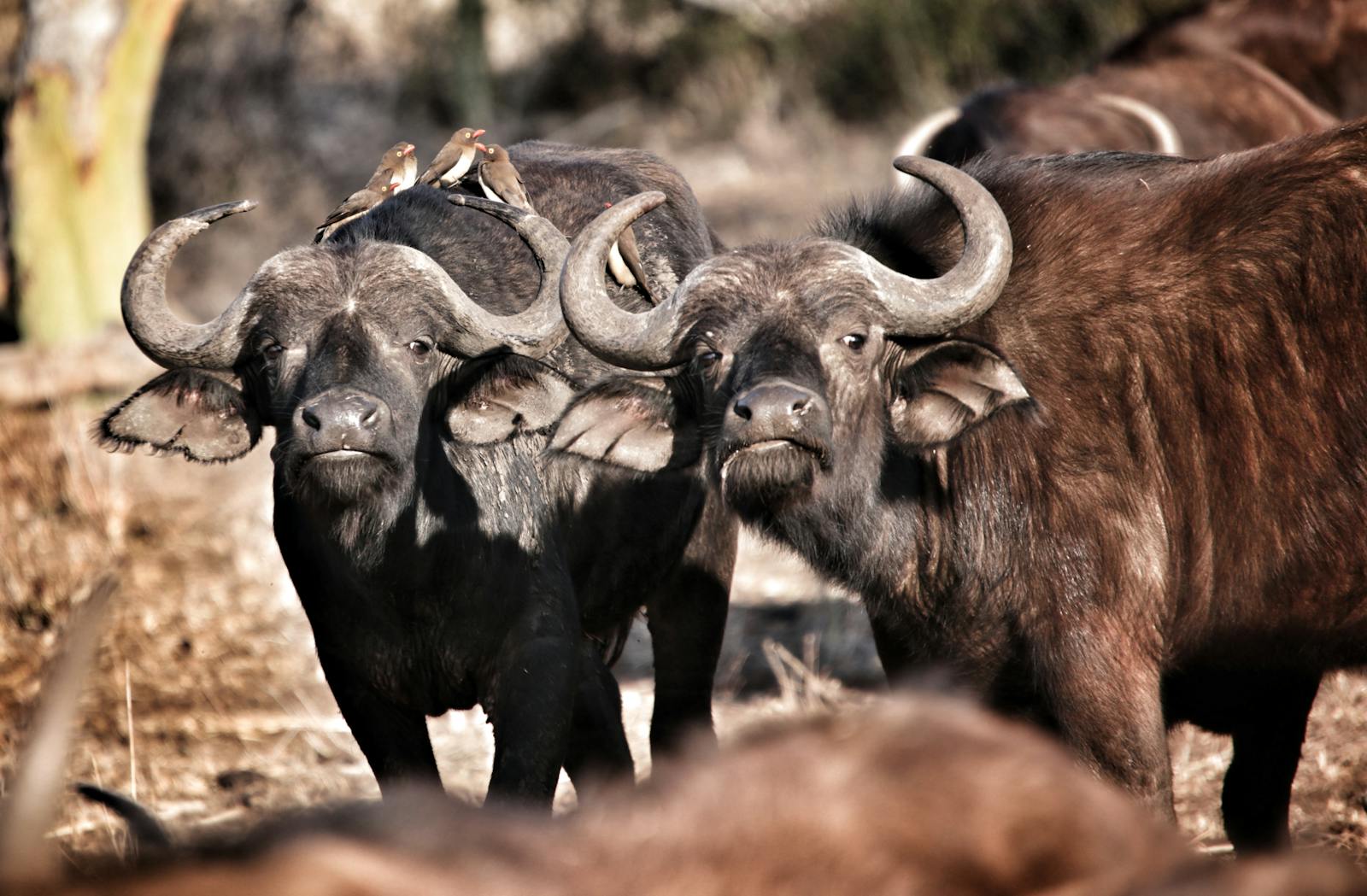 Buffaloes Photos, Download The BEST Free Buffaloes Stock Photos & HD Images