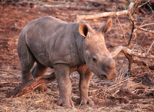 Close-Up Shot of a Rhinoceros 
