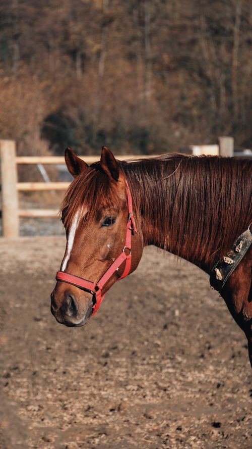 Free Close-up of a chestnut horse with a red bridle in a rural Turkish setting. Stock Photo