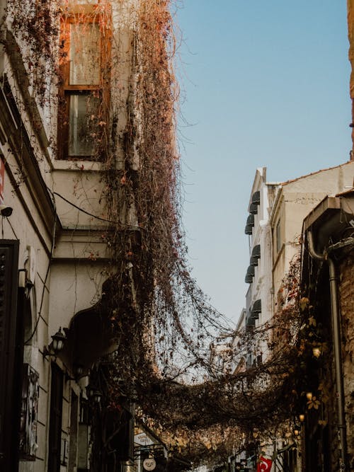 Vines Hanging between Buildings in City 