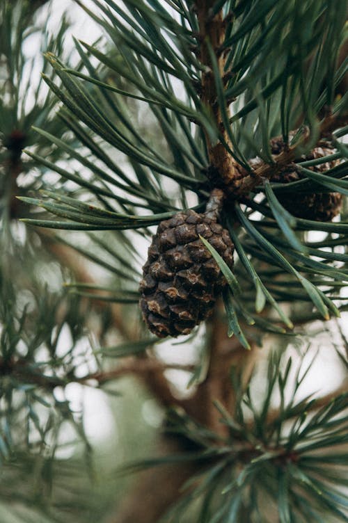 Základová fotografie zdarma na téma borová šiška, borovice, botanický