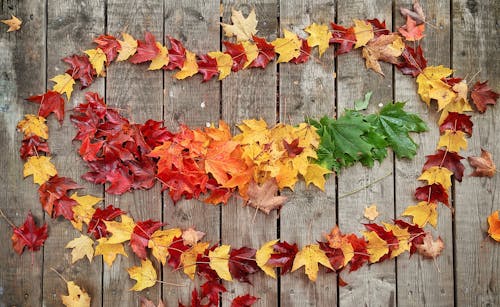 fall leaf colours