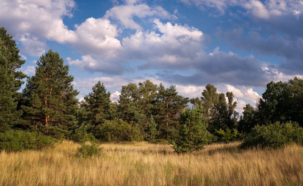 Some Field Photo of Trees in the Field · Free Stock Photo