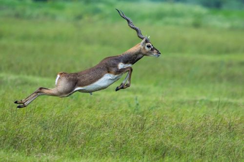 Photo of a Jumping Antelope · Free Stock Photo