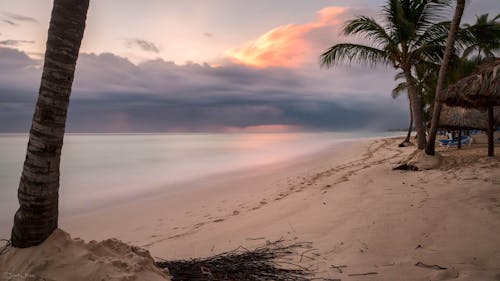 Palm Tree on Shore Near Body of Water Under Orange Sunset