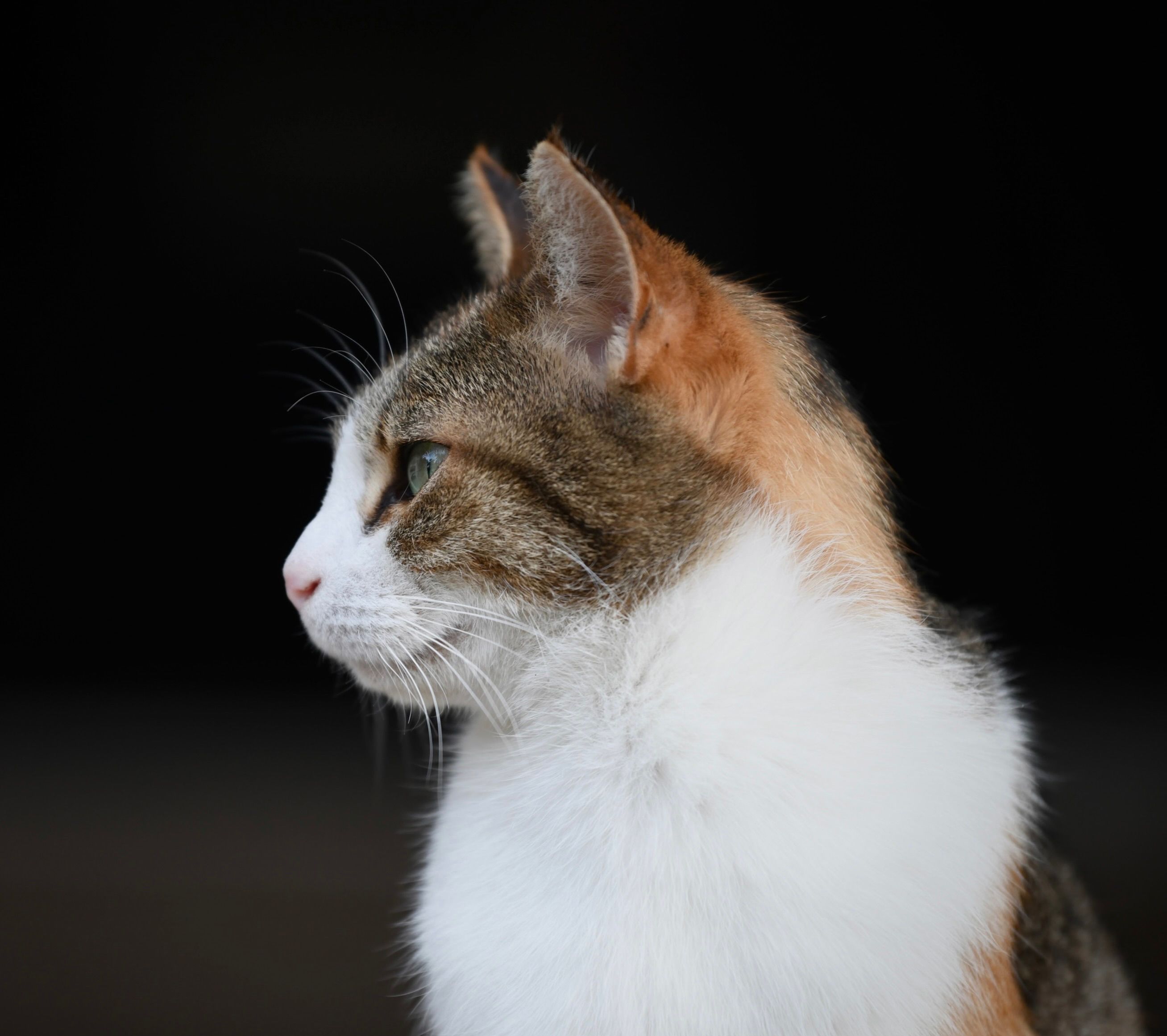A cat undergoing diagnostic blood testing at a veterinary clinic