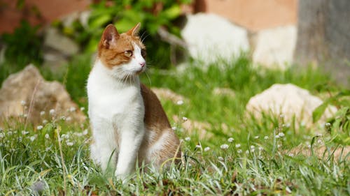 Cat Sitting on Grass