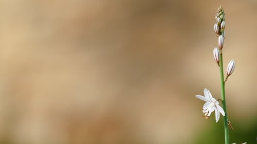 ツルボラン, フローラ, 咲くの無料の写真素材