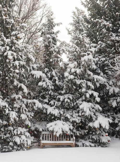 Conifer Trees Covered in Snow 