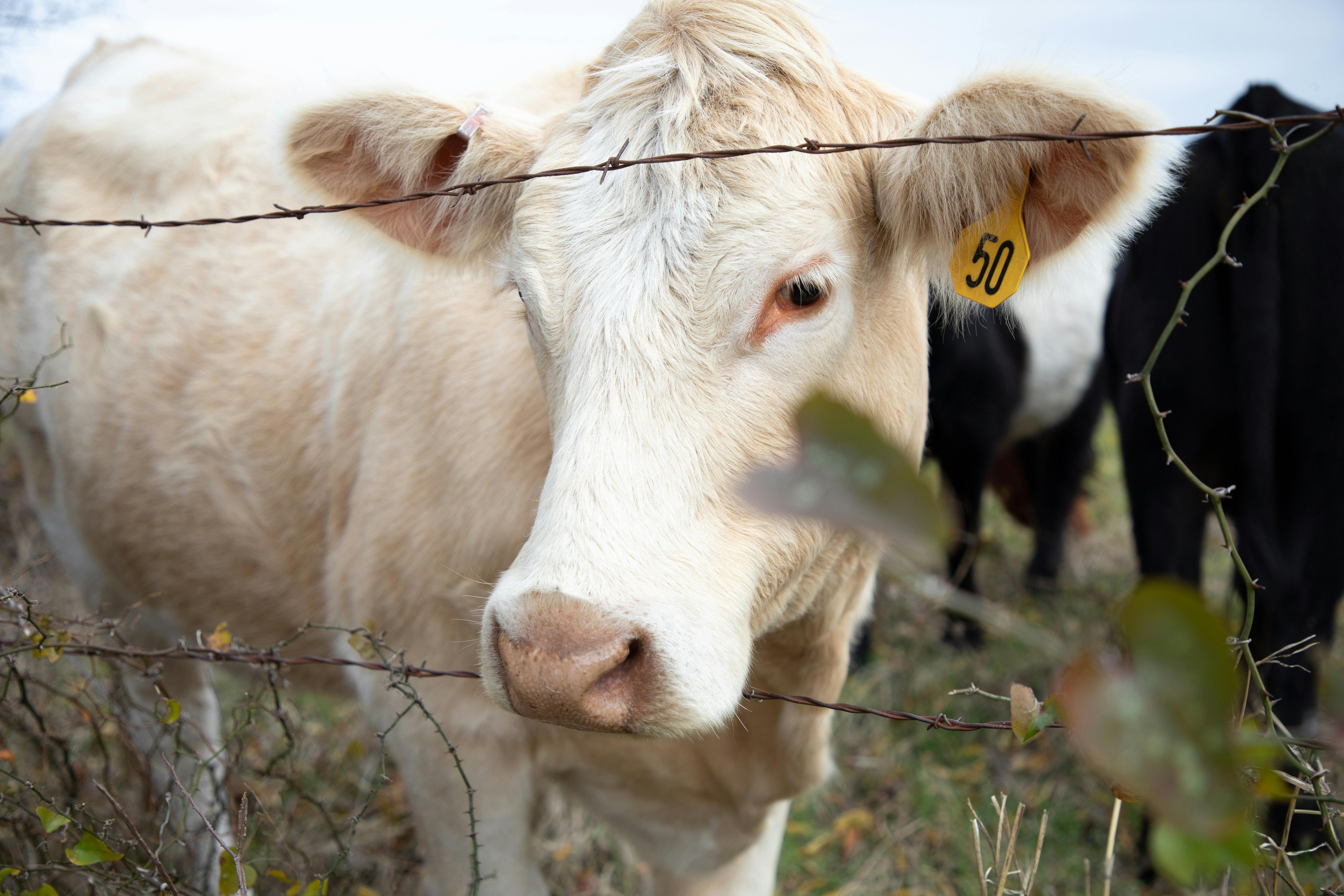 photograph of a white cow