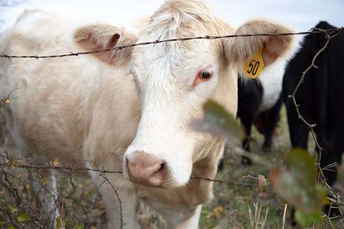 Fotobanka s bezplatnými fotkami na tému biela krava, dobytok, hospodárske zviera