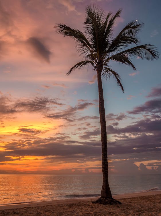 Free Palm Tree Beside the Sea Shore during Sunset Stock Photo