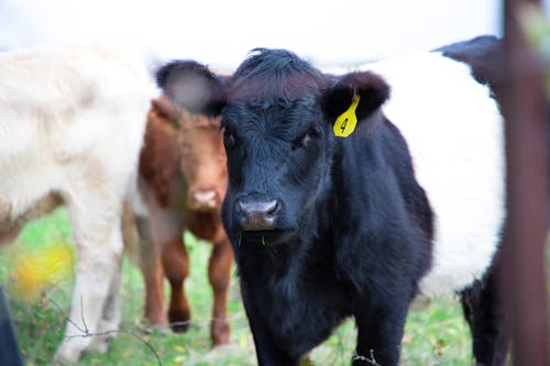 加洛韋, 動物攝影, 哺乳動物 的 免費圖庫相片