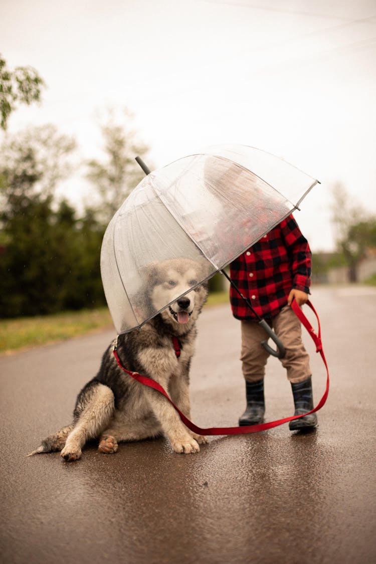 Child And Dog Under An Umbrella