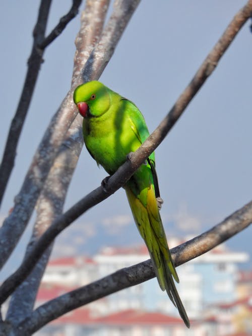 Green Parrot Perching on a Tree Branch