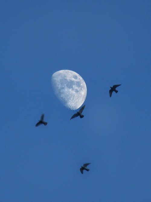 Základová fotografie zdarma na téma čisté nebe, létání, měsíc