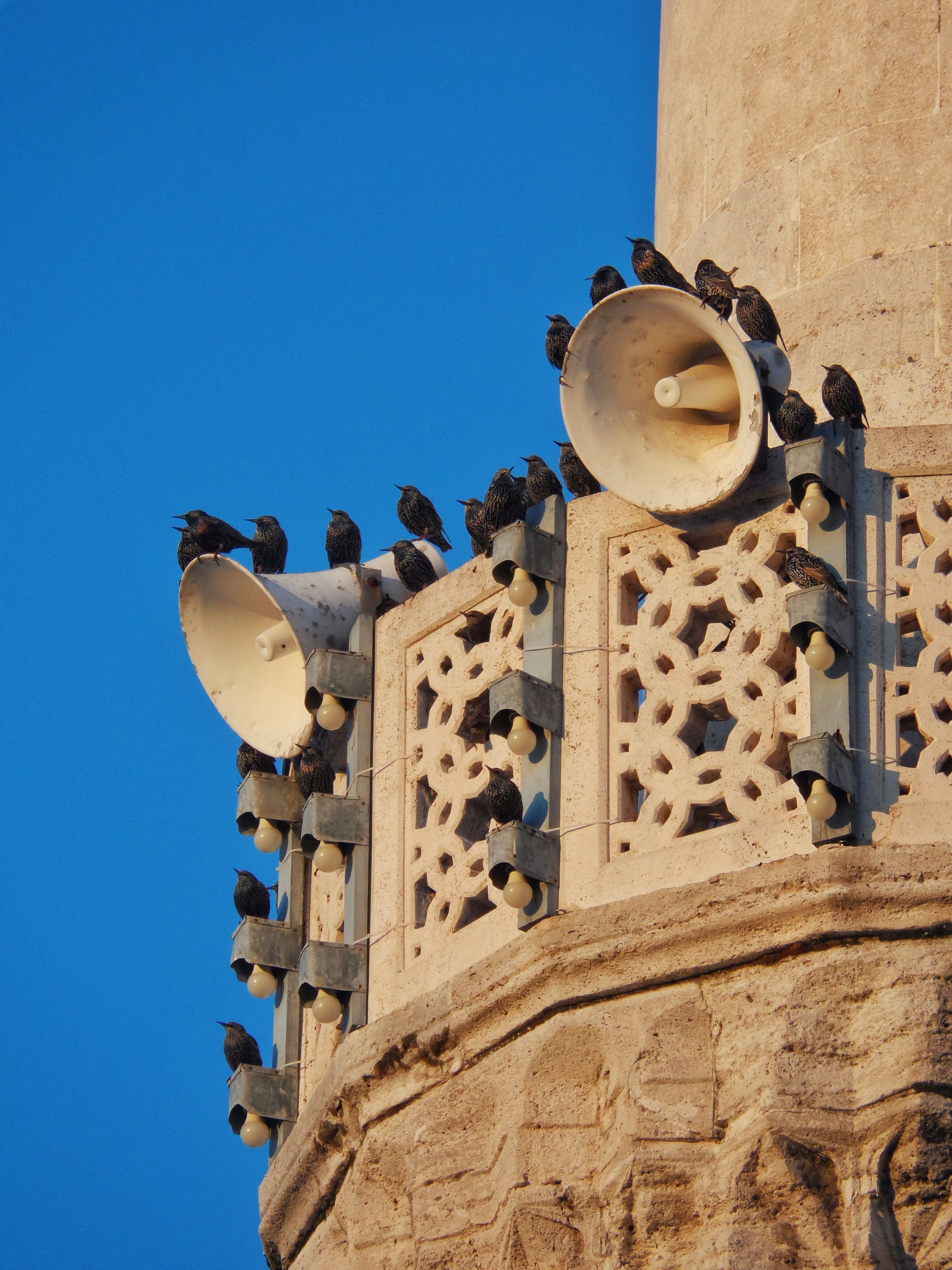 Pigeons Sound Photos Download The Best Free Pigeons Sound Stock Photos