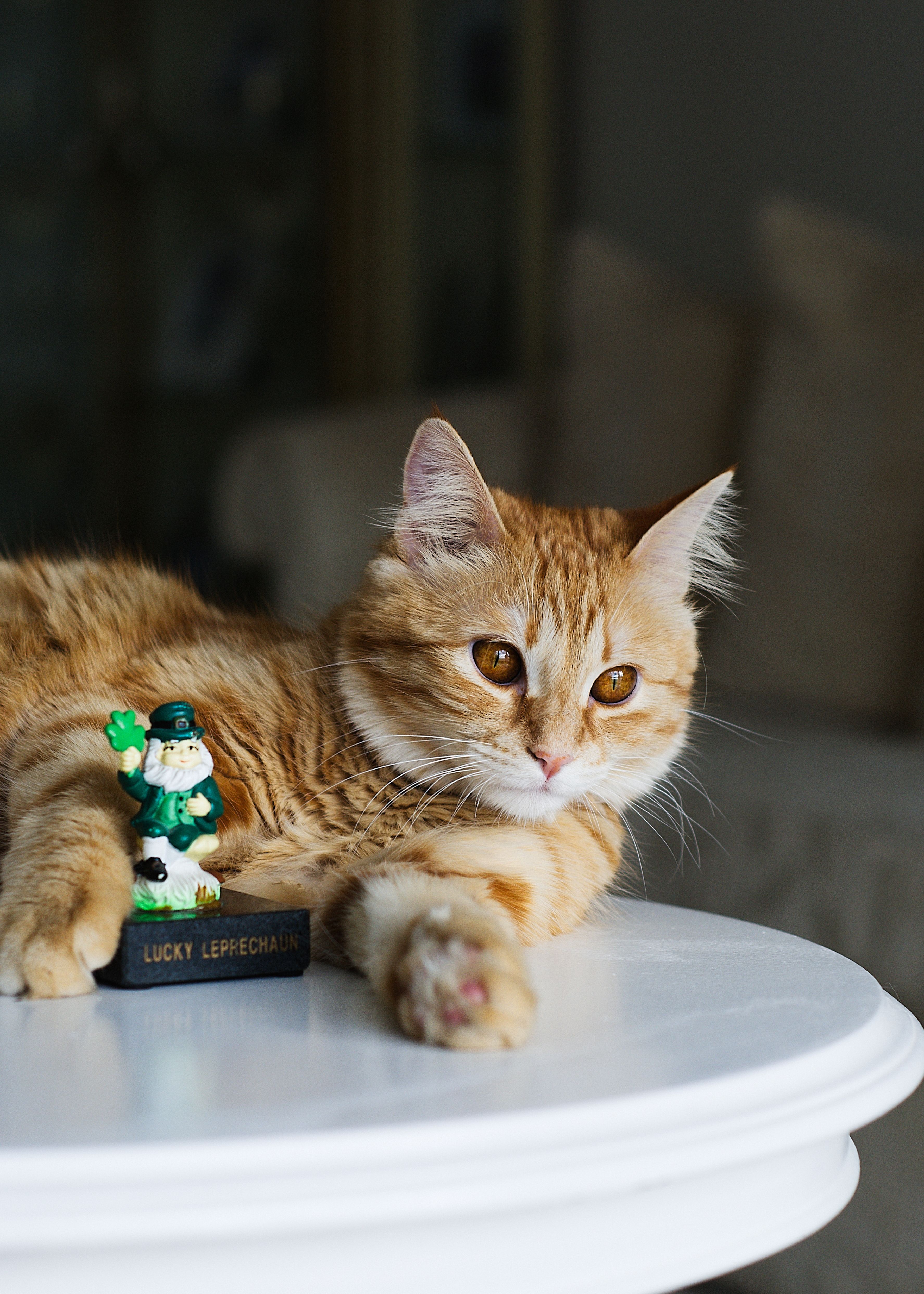 A tabby cat relaxes on a table next to a lucky leprechaun figurine in a cozy indoor setting.