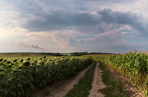 Immagine gratuita di agricoltura, ambiente, campagna