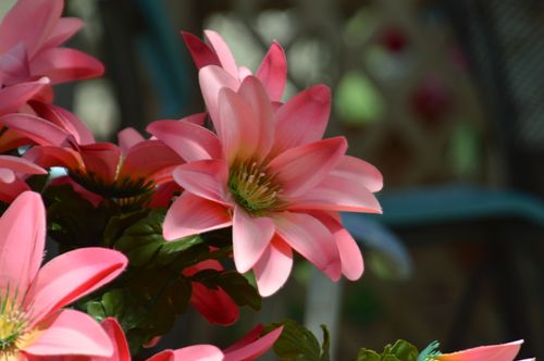 Free Pink Flower Stock Photo